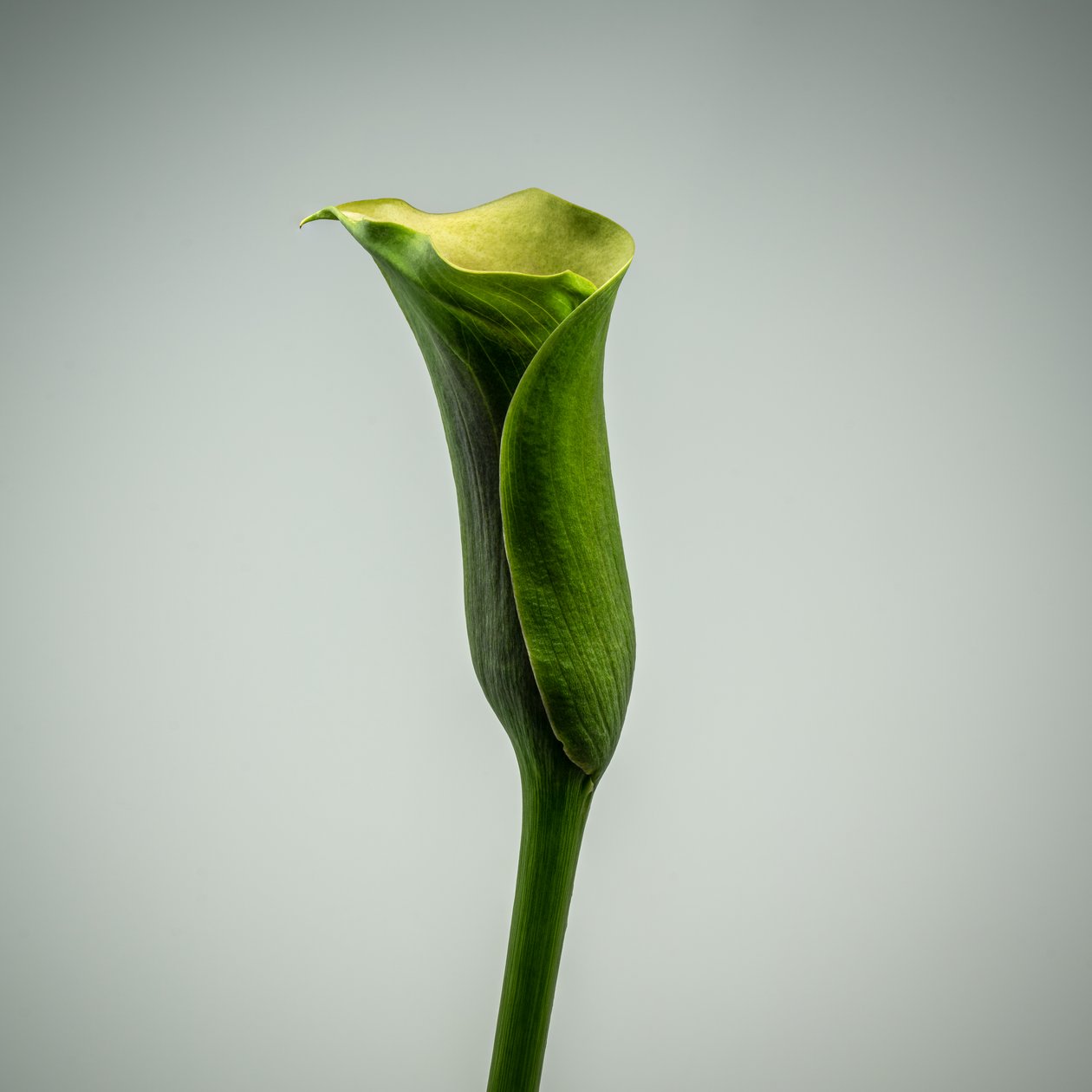Enkele groene Calla Lelie door Steve Gallagher