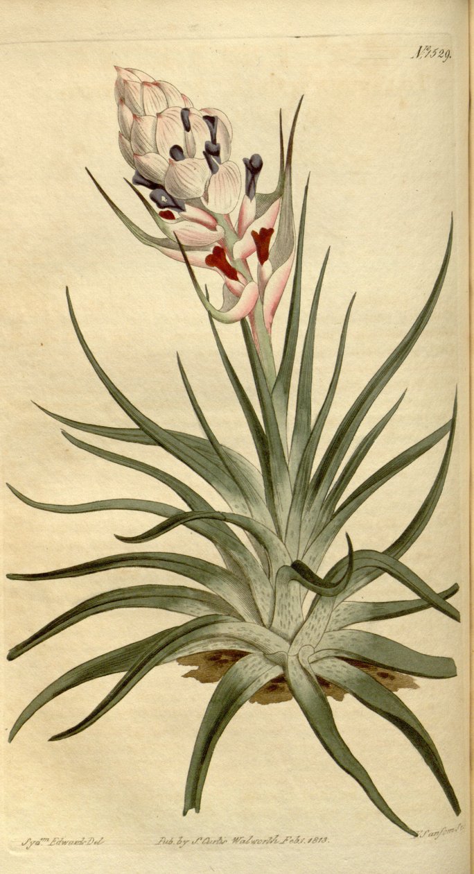 Illustratie van Tillandsia stricta door Sydenham Teast Edwards