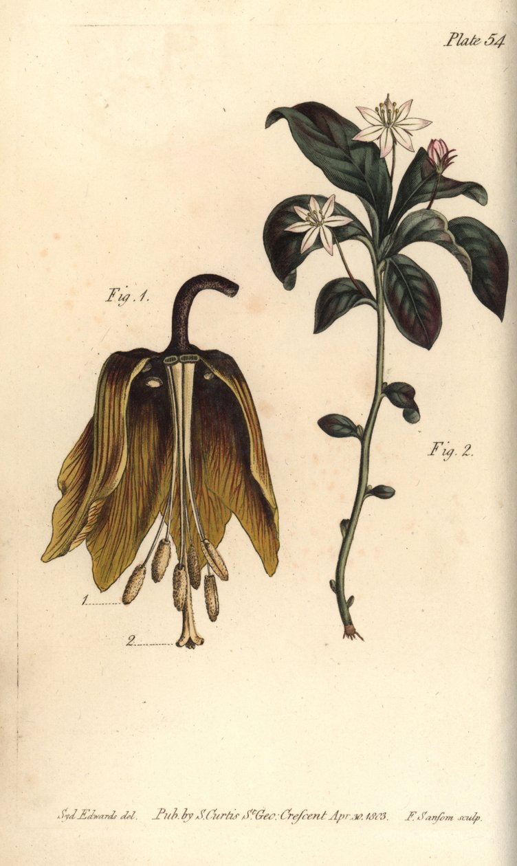 Keizerskroon bloem, Fritillaria imperialis, Haustrria door Sydenham Teast Edwards