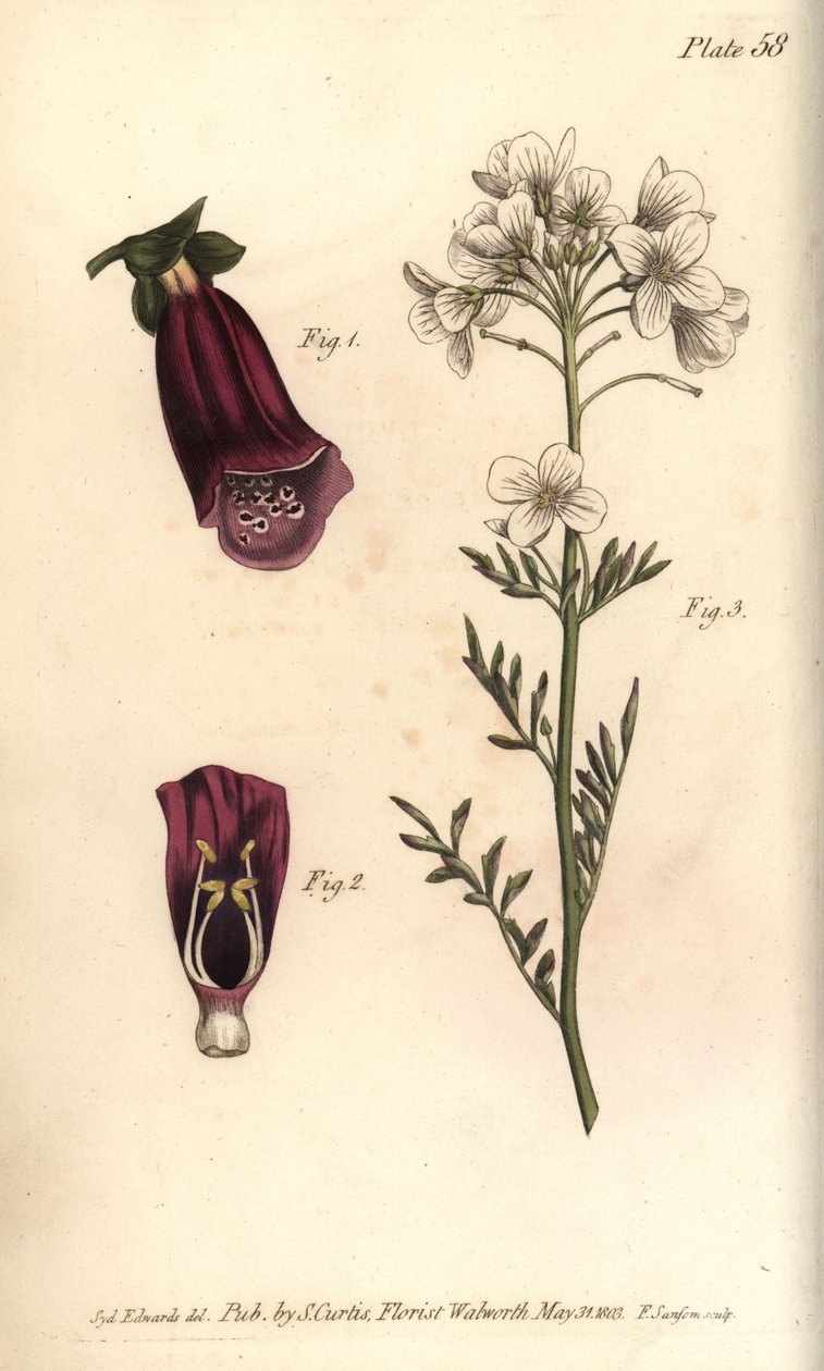 Vingerhoedskruid, Digitalis purpurea, Didynamia door Sydenham Teast Edwards