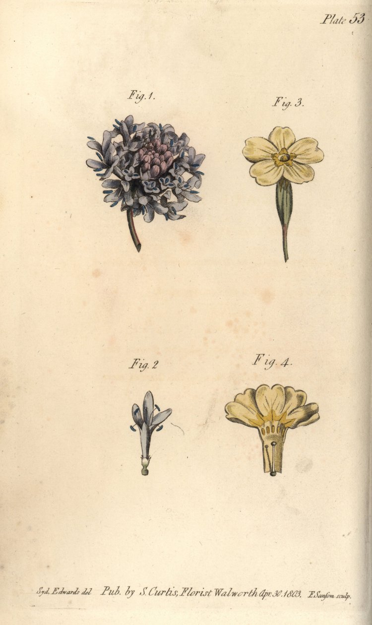 Scabiosa bloem, Scabiosa atropurpurea, Tetrandria door Sydenham Teast Edwards