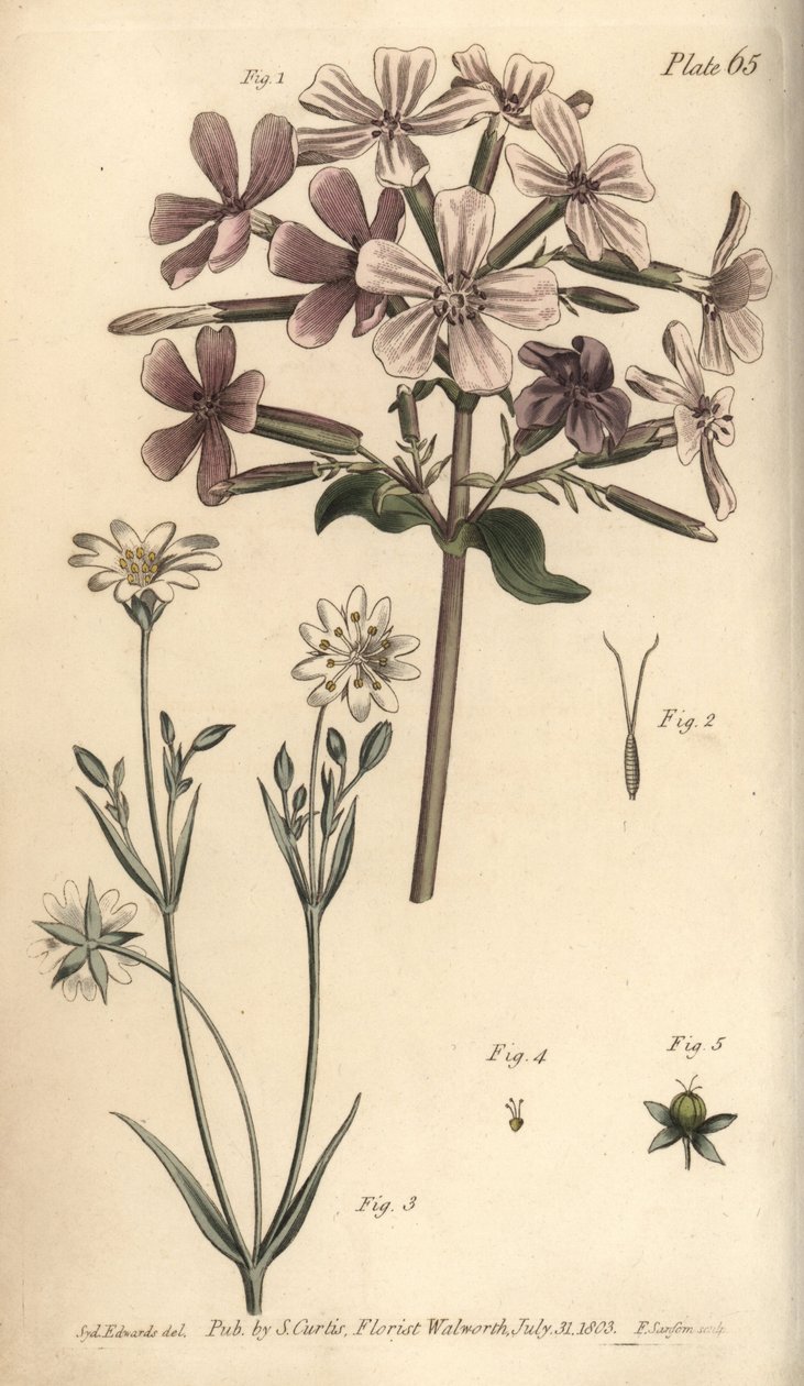 Zeepkruid, Saponaria officinalis, Digynia door Sydenham Teast Edwards