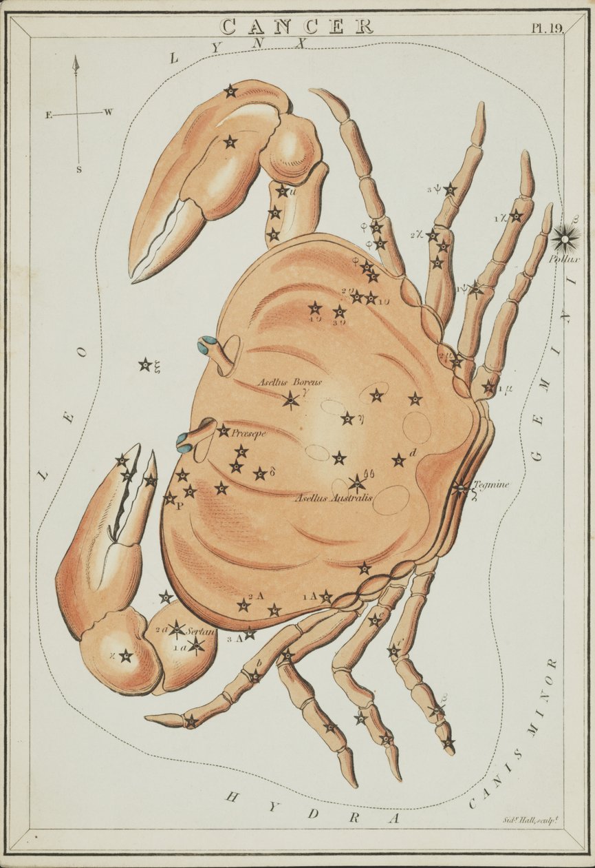 Kreeft, Illustratie uit 