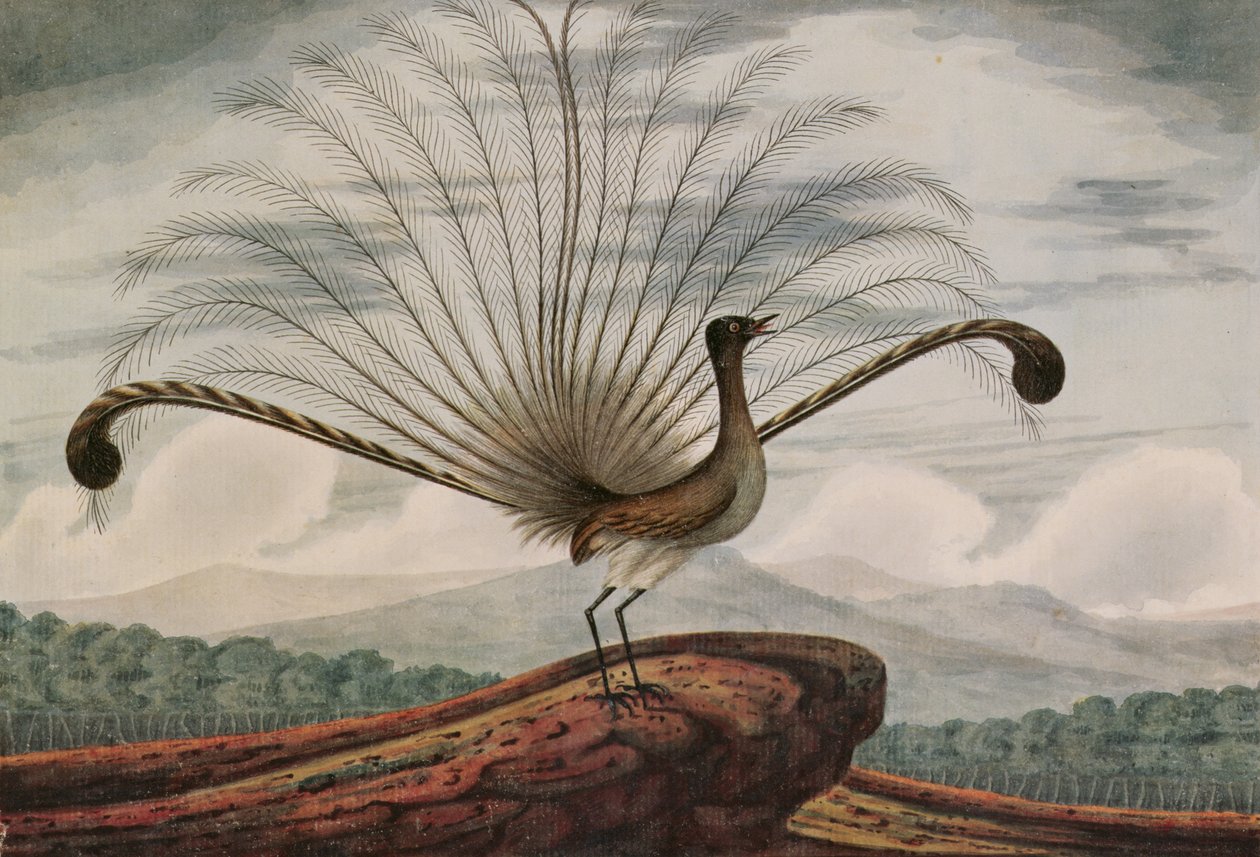 Lierenvogel: mamura superba, 1813 door T.R. Browne