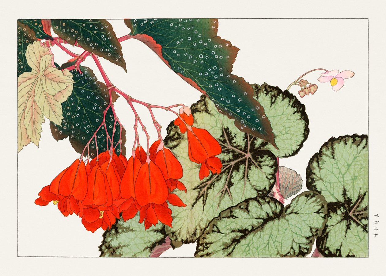 Cracklin Rosie Begonia bloem van "Seiyou Sokazufu". door Tanigami Konan