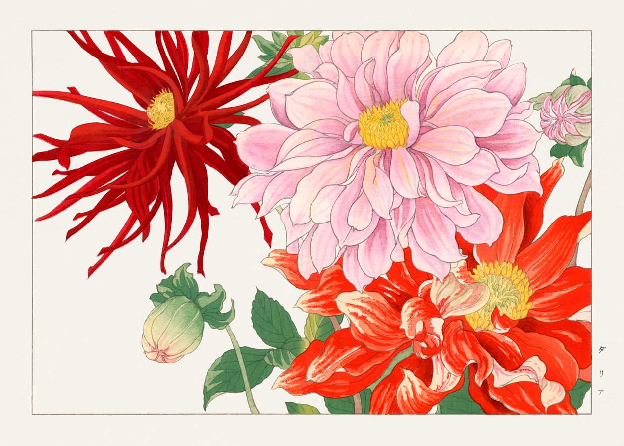 Dahlia bloem van "Seiyou Sokazufu". door Tanigami Konan