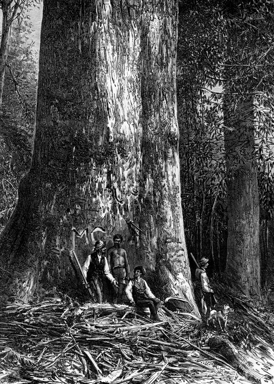 Reusachtige eucalyptus, Australië, 1886 door Taylor