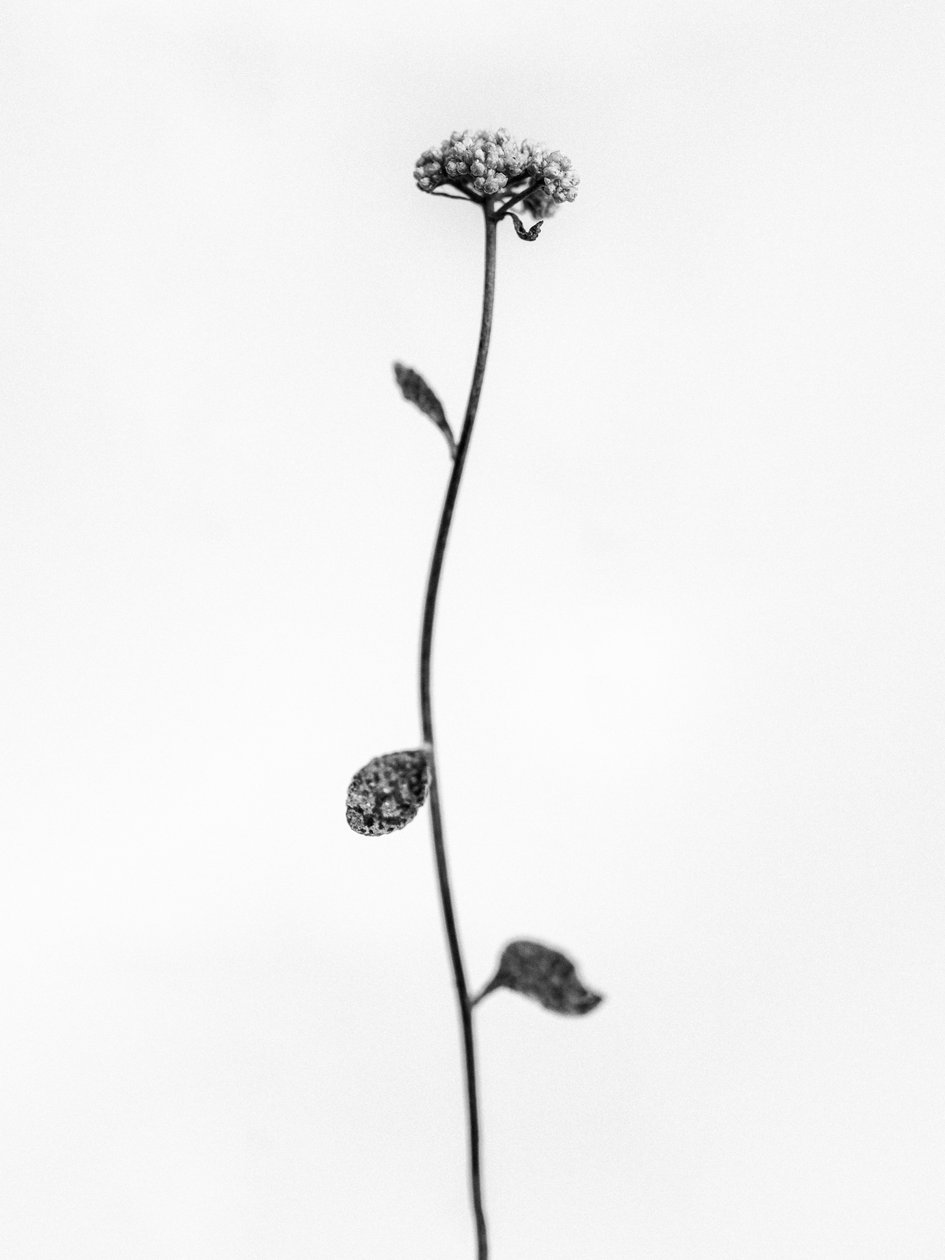 Te midden van de bloemen 50 door Teis Albers