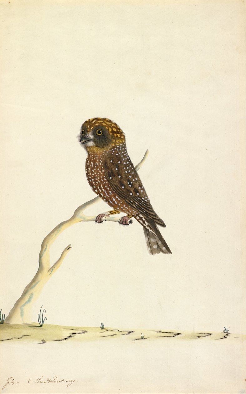 Boobook uil door The Sydney Bird Painter