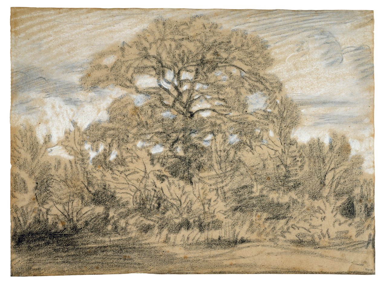 Studie van een eik door Pierre Etienne Theodore Rousseau