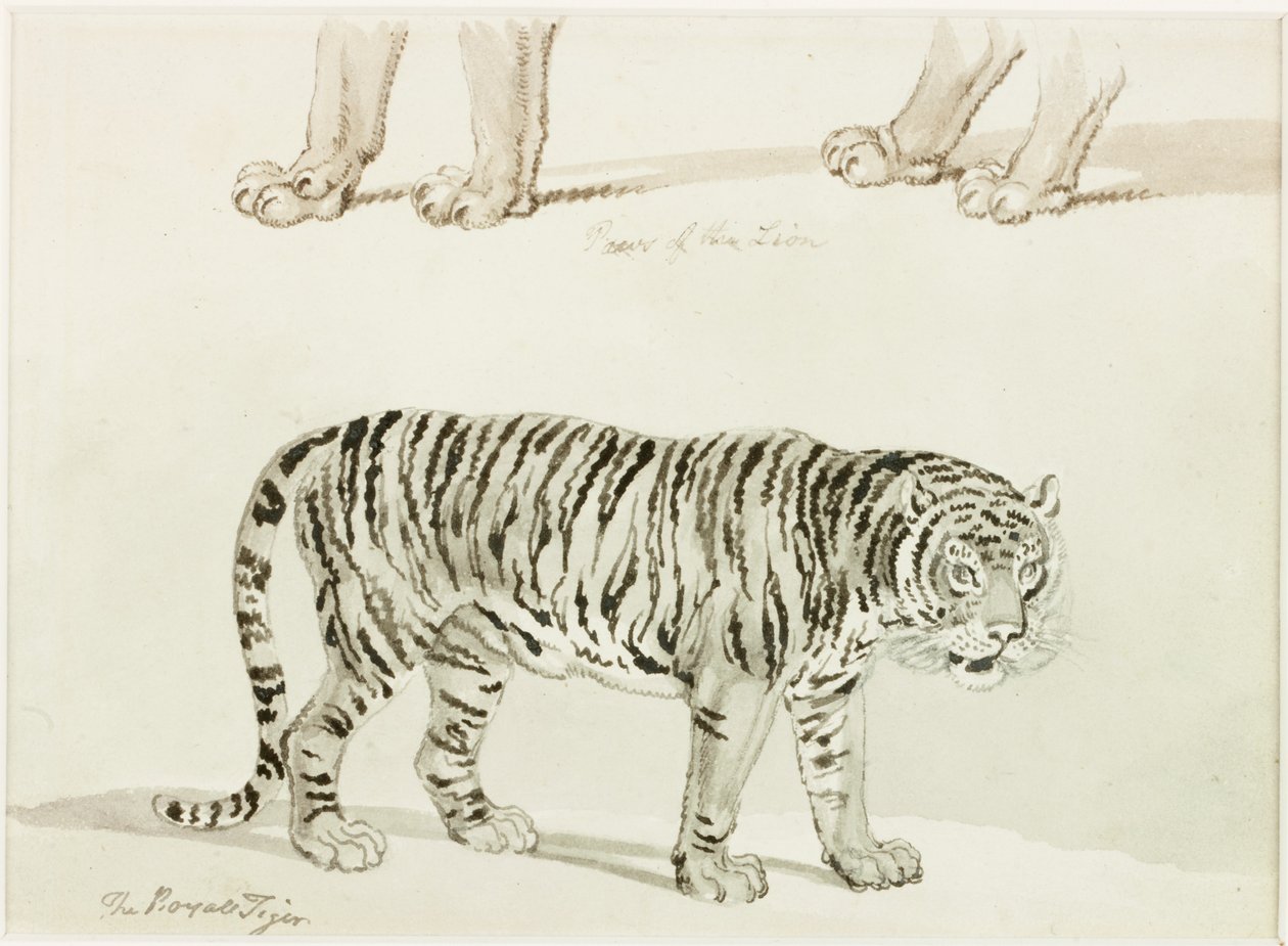De koninklijke tijger door Thomas Bewick