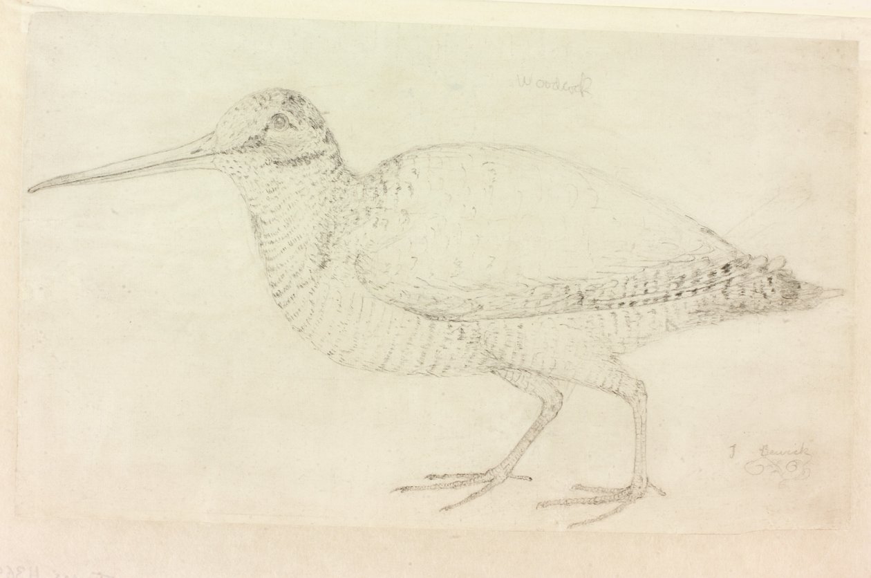 De houtsnip door Thomas Bewick