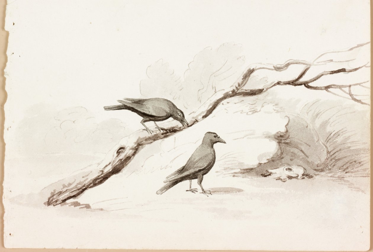Twee zwarte kraaien door Thomas Bewick