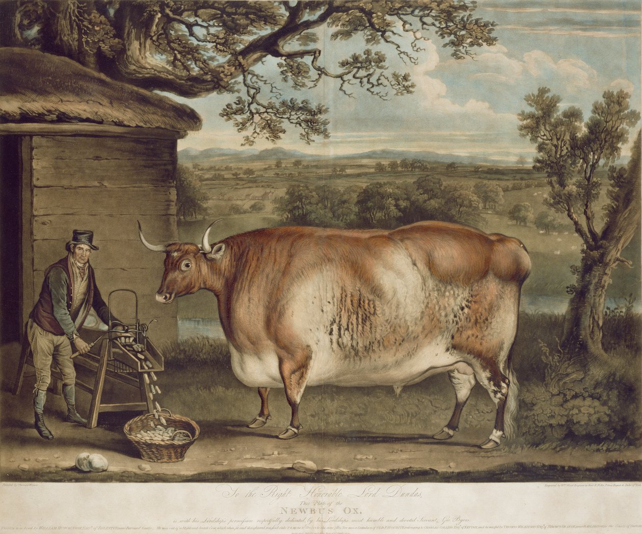 De Newbus Os, gegraveerd door W. Ward, 1812 door Thomas Weaver