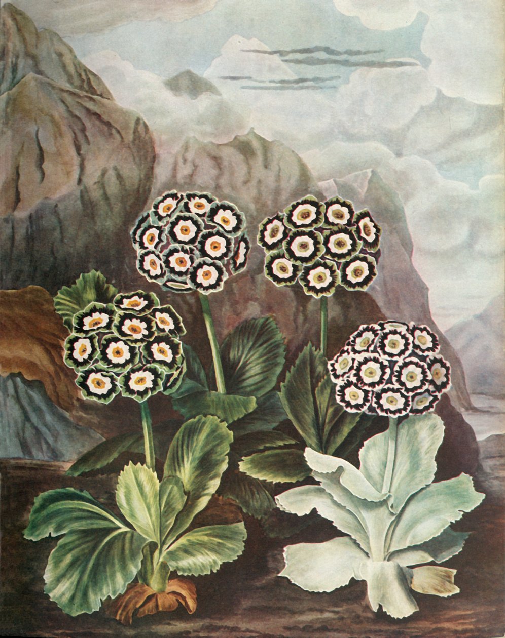 Auriculas, ca. 1802-1821, 1948 door Thomas Baxter
