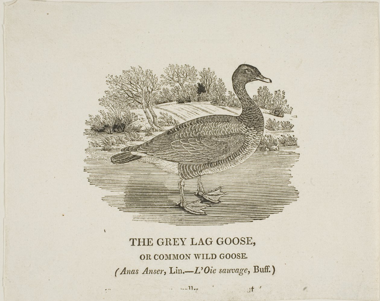 Grijze Lag Gans door Thomas Bewick