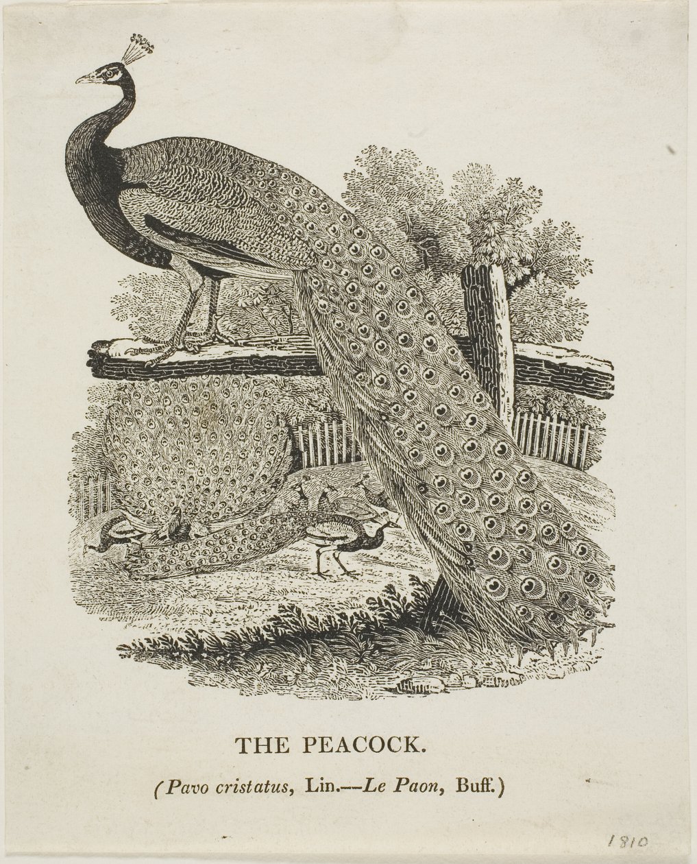 Pauw door Thomas Bewick