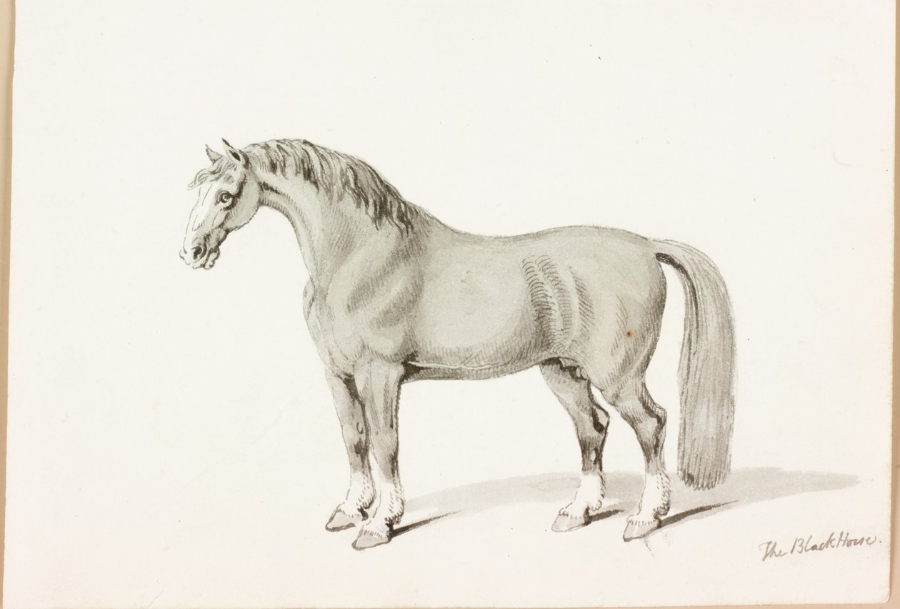 Het Zwarte Paard door Thomas Bewick
