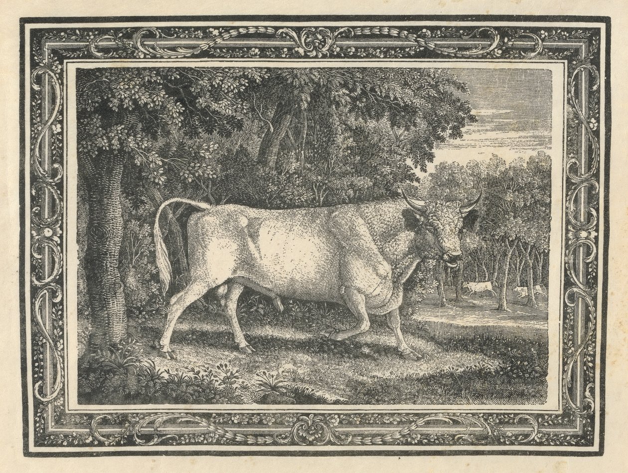 De wilde stier van Chillingham door Thomas Bewick