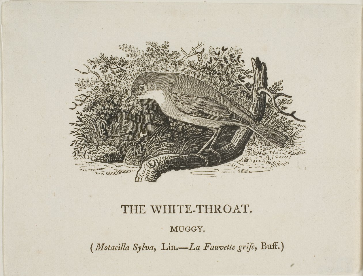 Witte keel (vogel) door Thomas Bewick