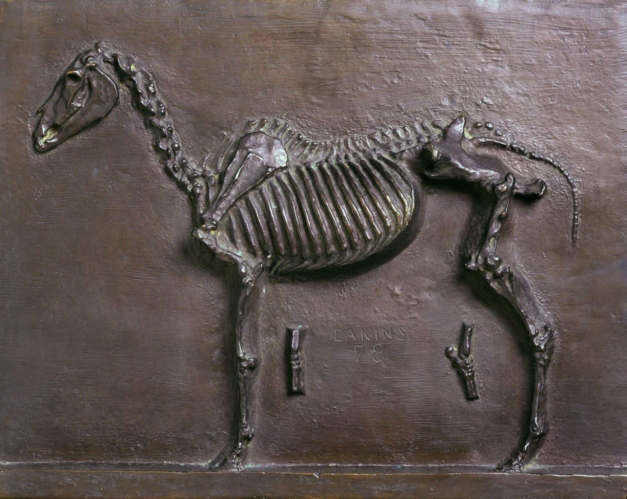 Paard Skelet door Thomas Cowperthwait Eakins