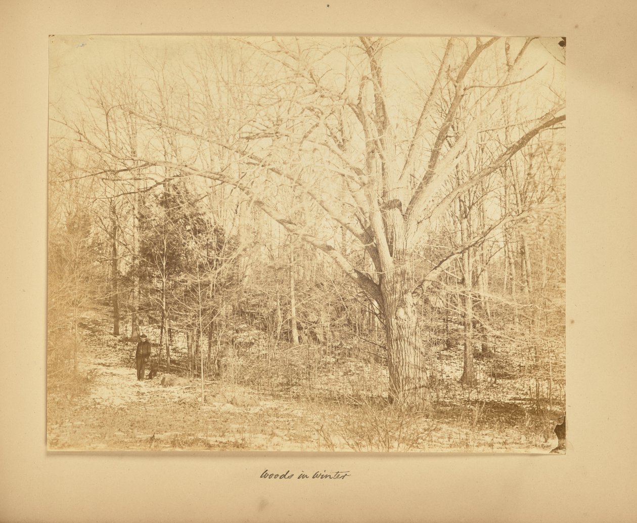 Bos in de winter door Thomas E. Jevons