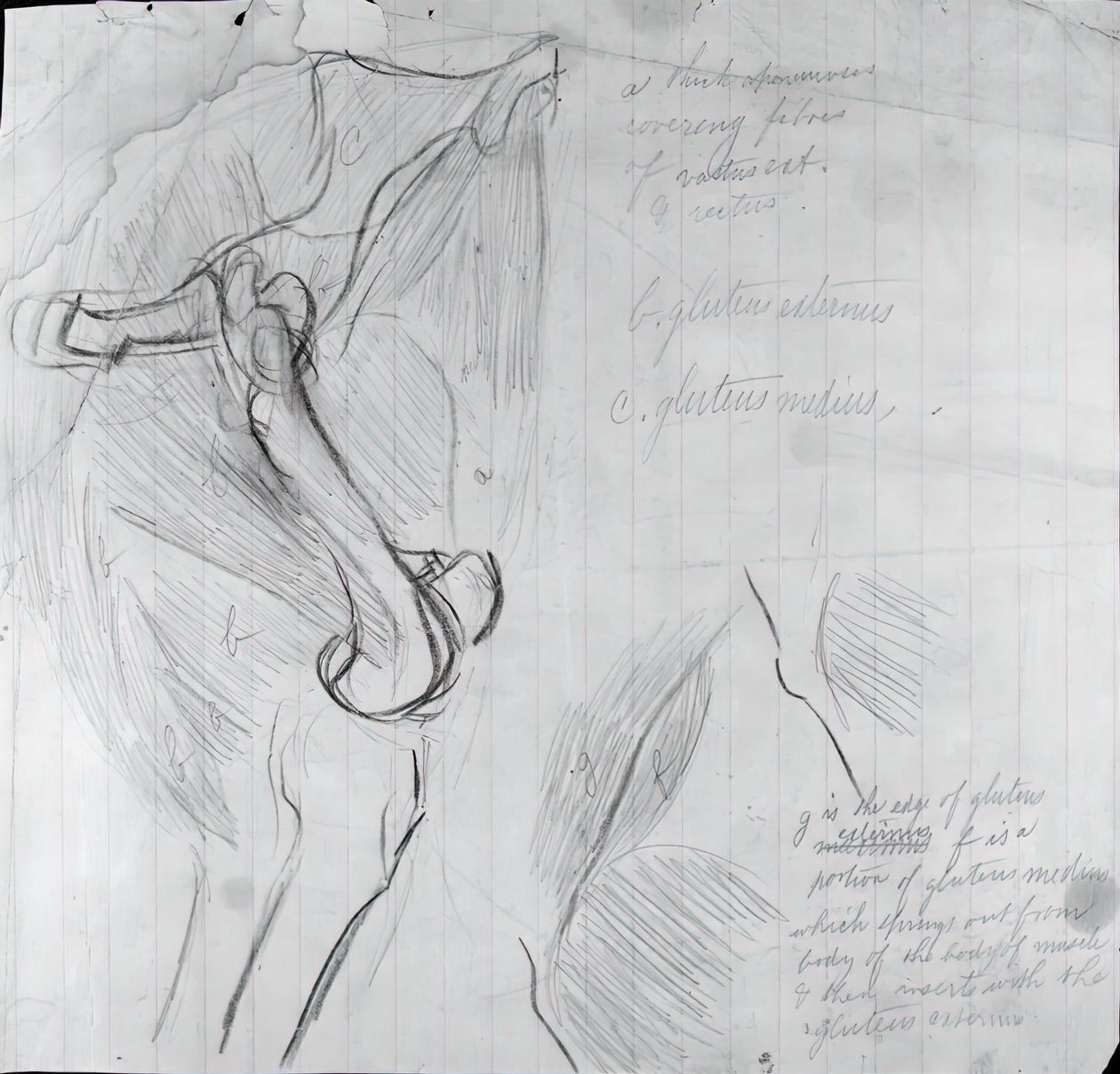 Anatomische Tekening, ca. 1878 door Thomas Eakins
