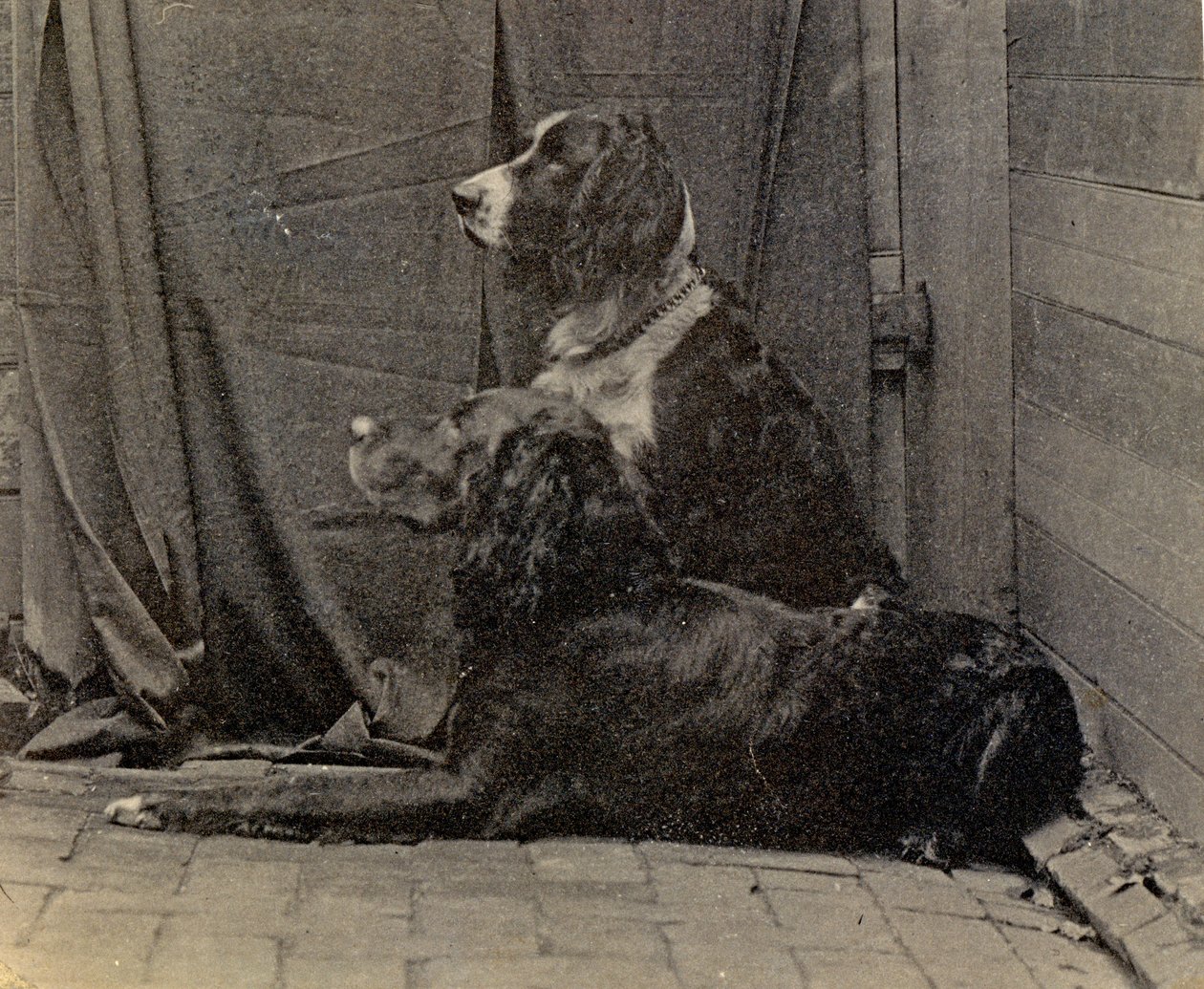 Thomas Eakins Honden, 1884 door Thomas Eakins