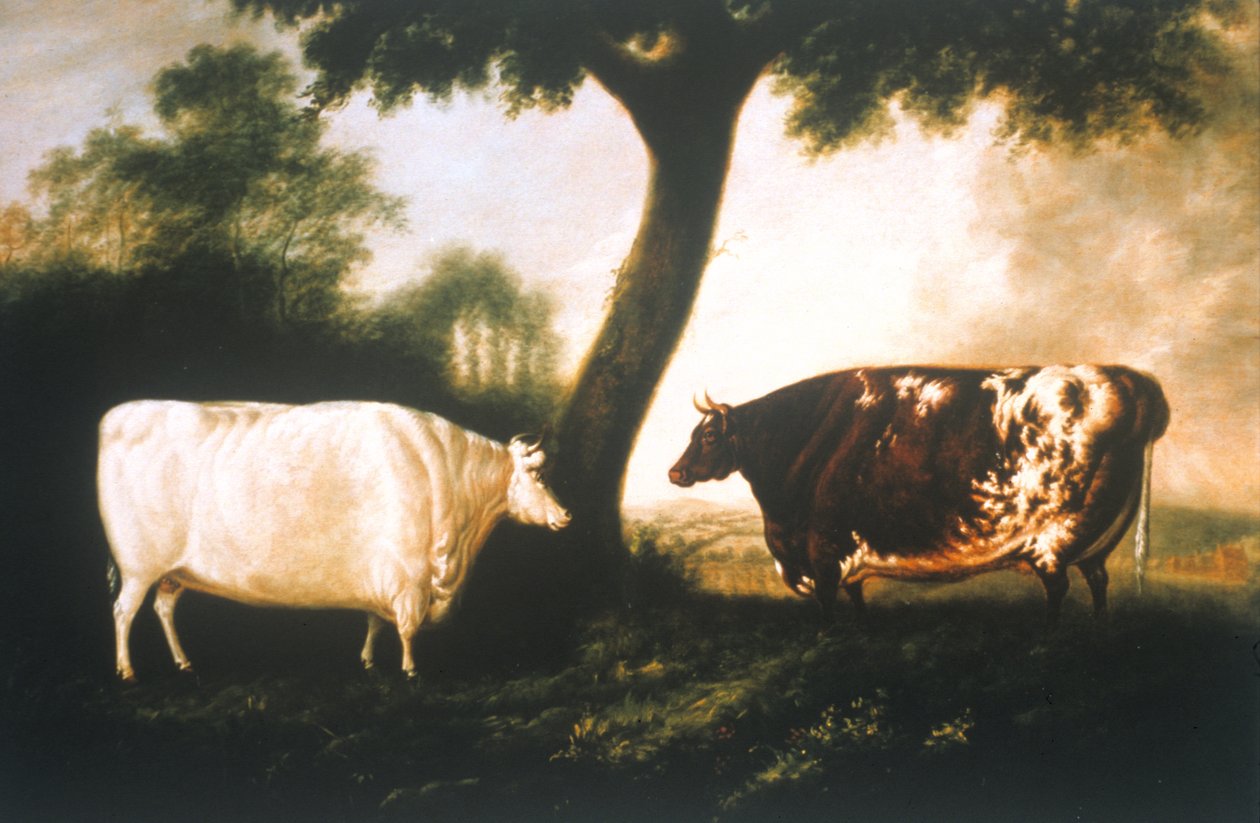 Twee Shorthorn Runderen door Thomas Harrington Wilson