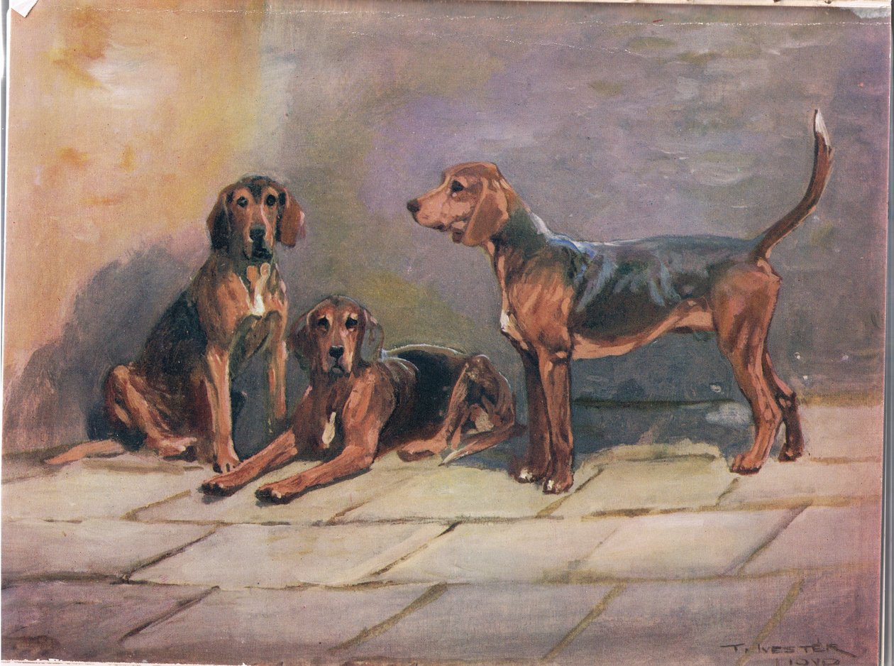 Honden, illustratie uit 