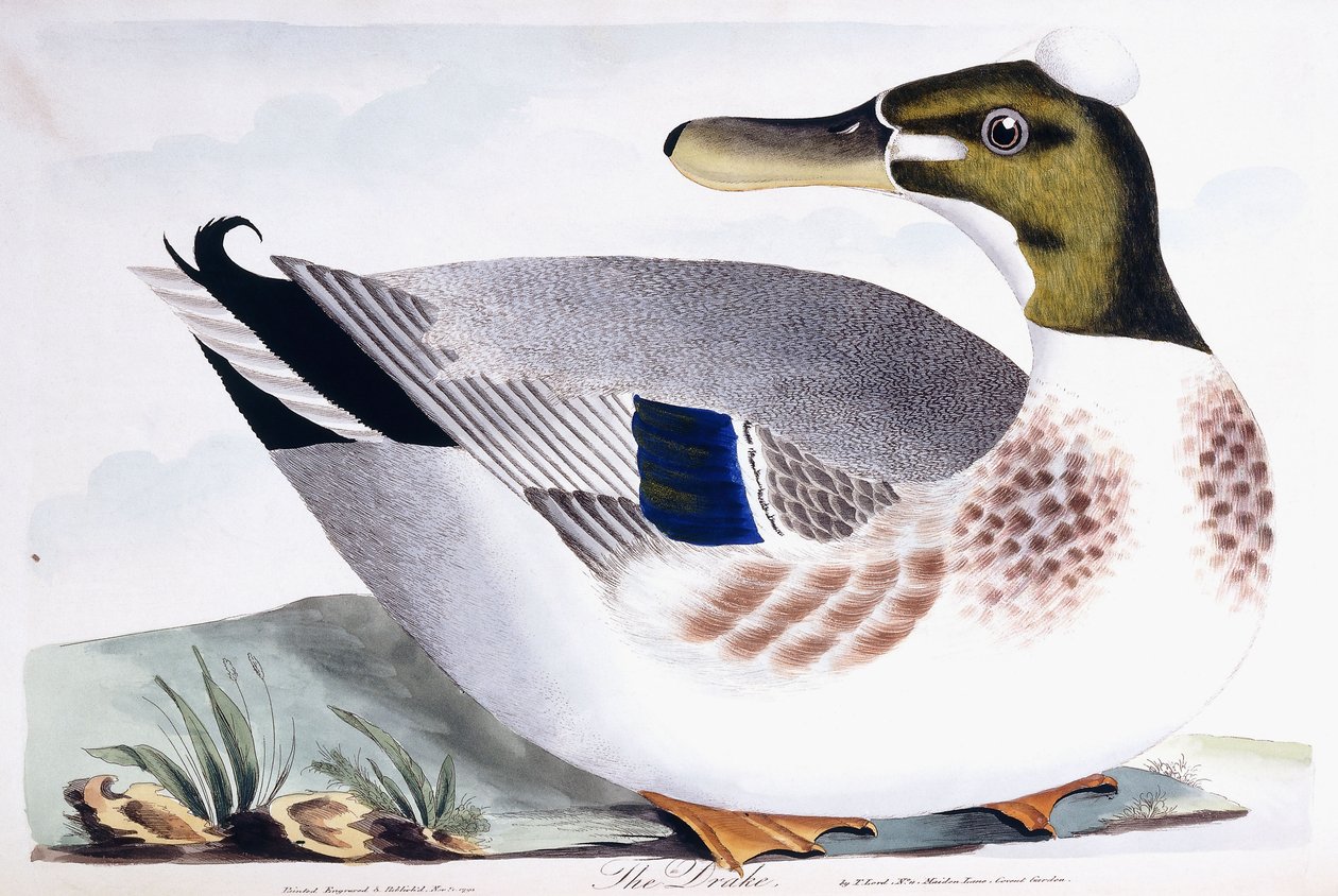 De Drake, 1791-96 door Thomas Lord