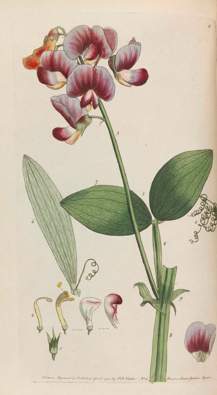 Flora rustica, 1792 door Thomas Martyn
