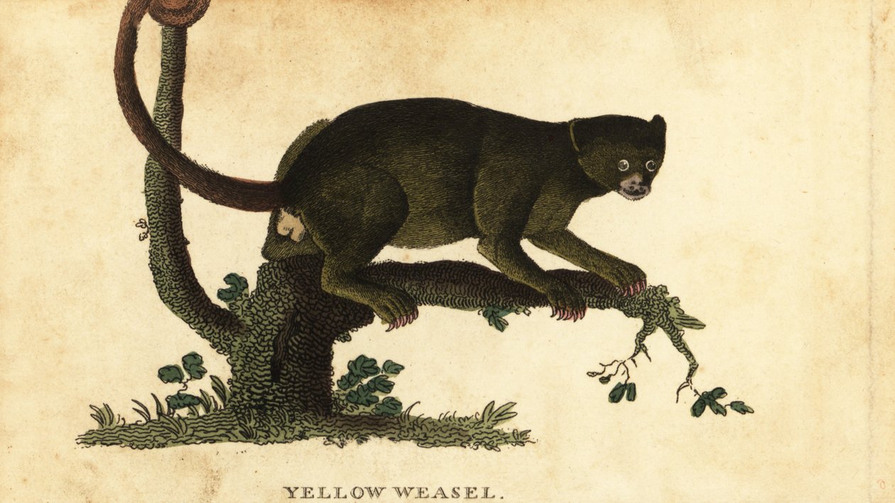 Kinkajou, Potos flavus, 1800 (gravure) door Thomas Pennant