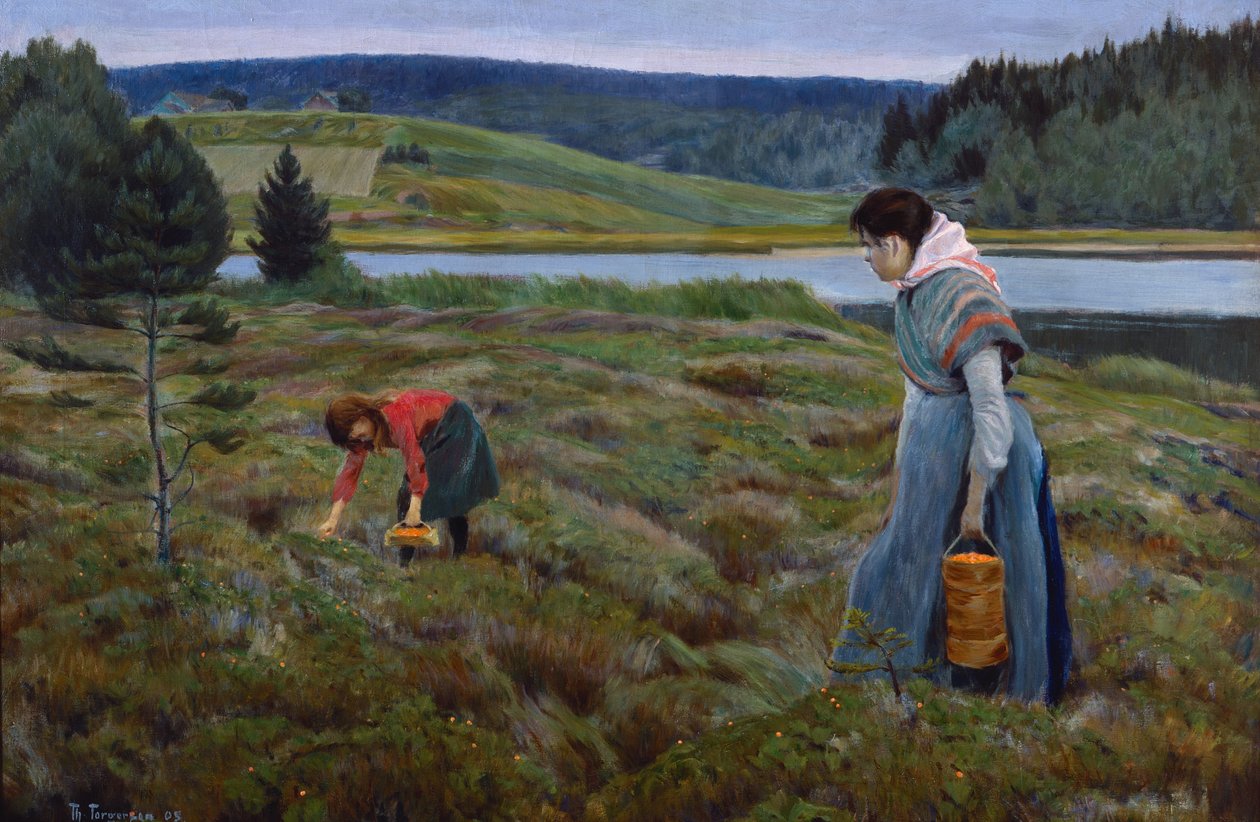 Cloudberry plukken door Thorvald Torgersen