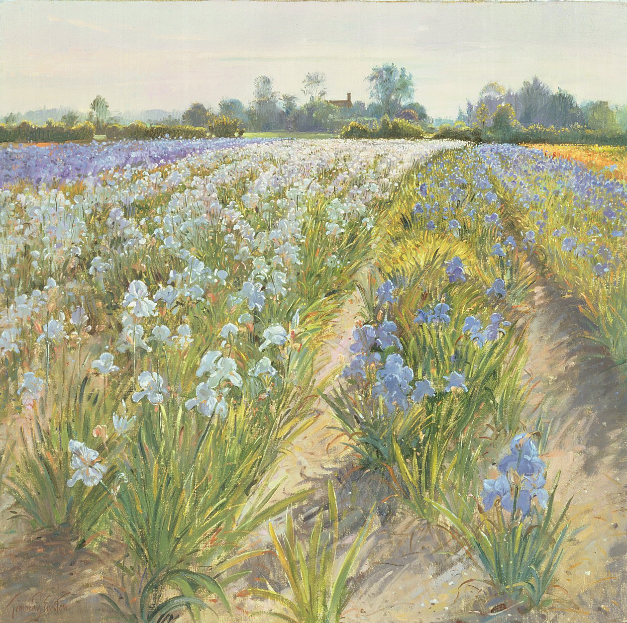 Blauwe en witte irissen, Wortham door Timothy Easton
