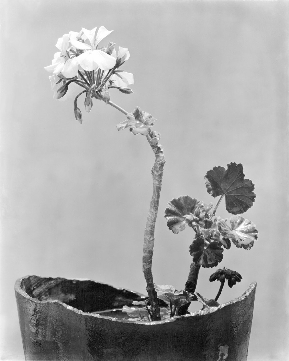 Geranium, Mexico-Stad door Tina Modotti