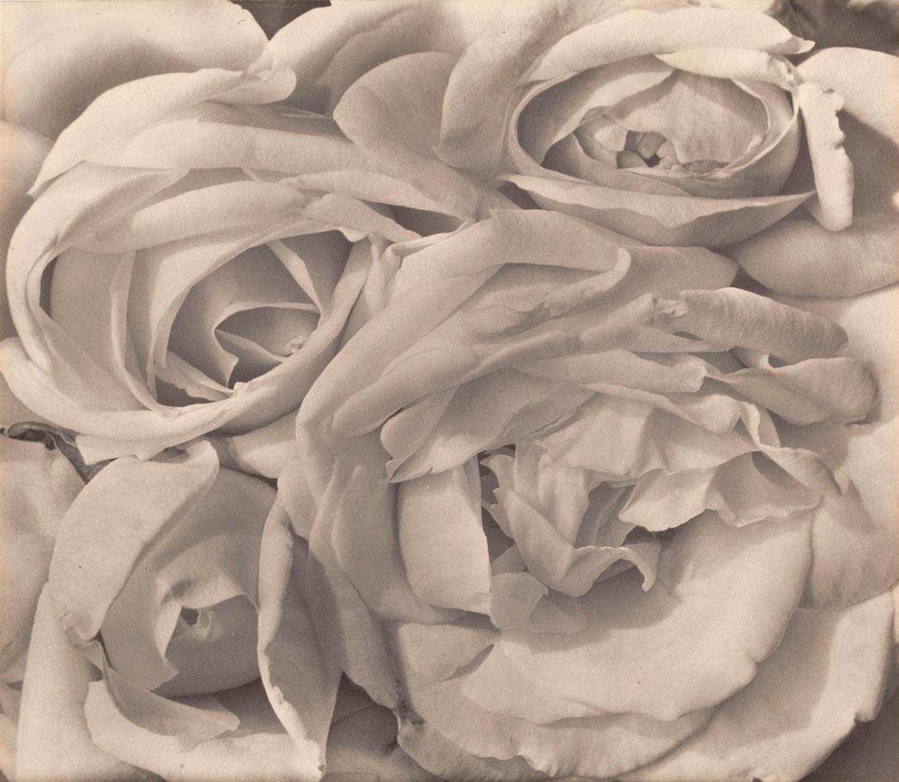 Rozen, Mexico door Tina Modotti