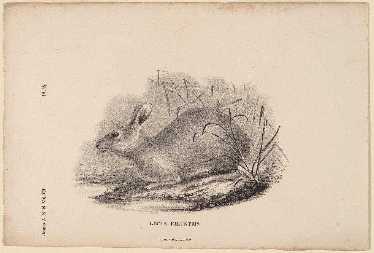 Lepus Palustris door Titian Ramsay Peale