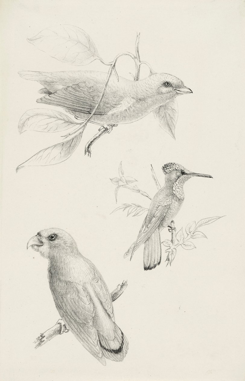 Drie Vogels door Titian Ramsay Peale
