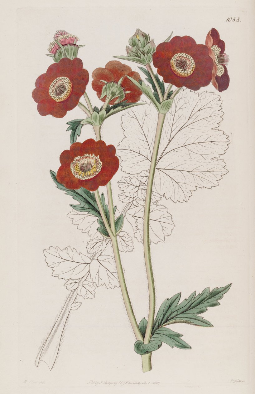Geum quellyon, als Geum coccineum Lindl. door Unbekannt Unbekannt