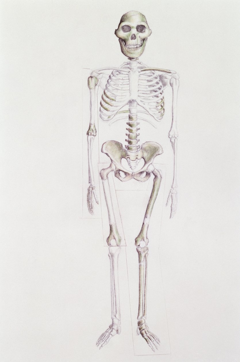 Skelet van Australopithecus africanus door Unbekannt Unbekannt