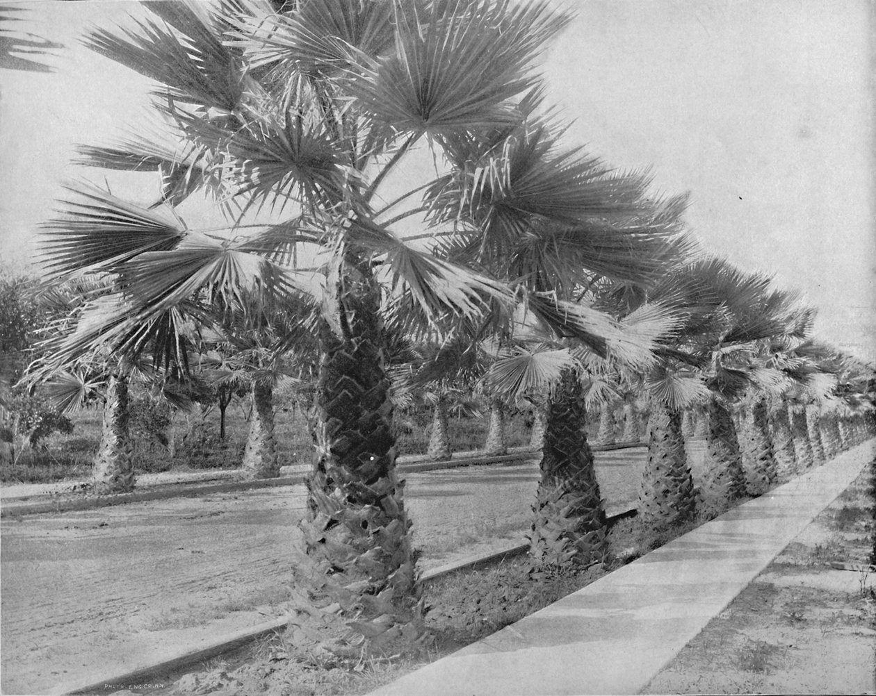 Een palmavenue in Los Angeles, Cal., c1897 door Unbekannt