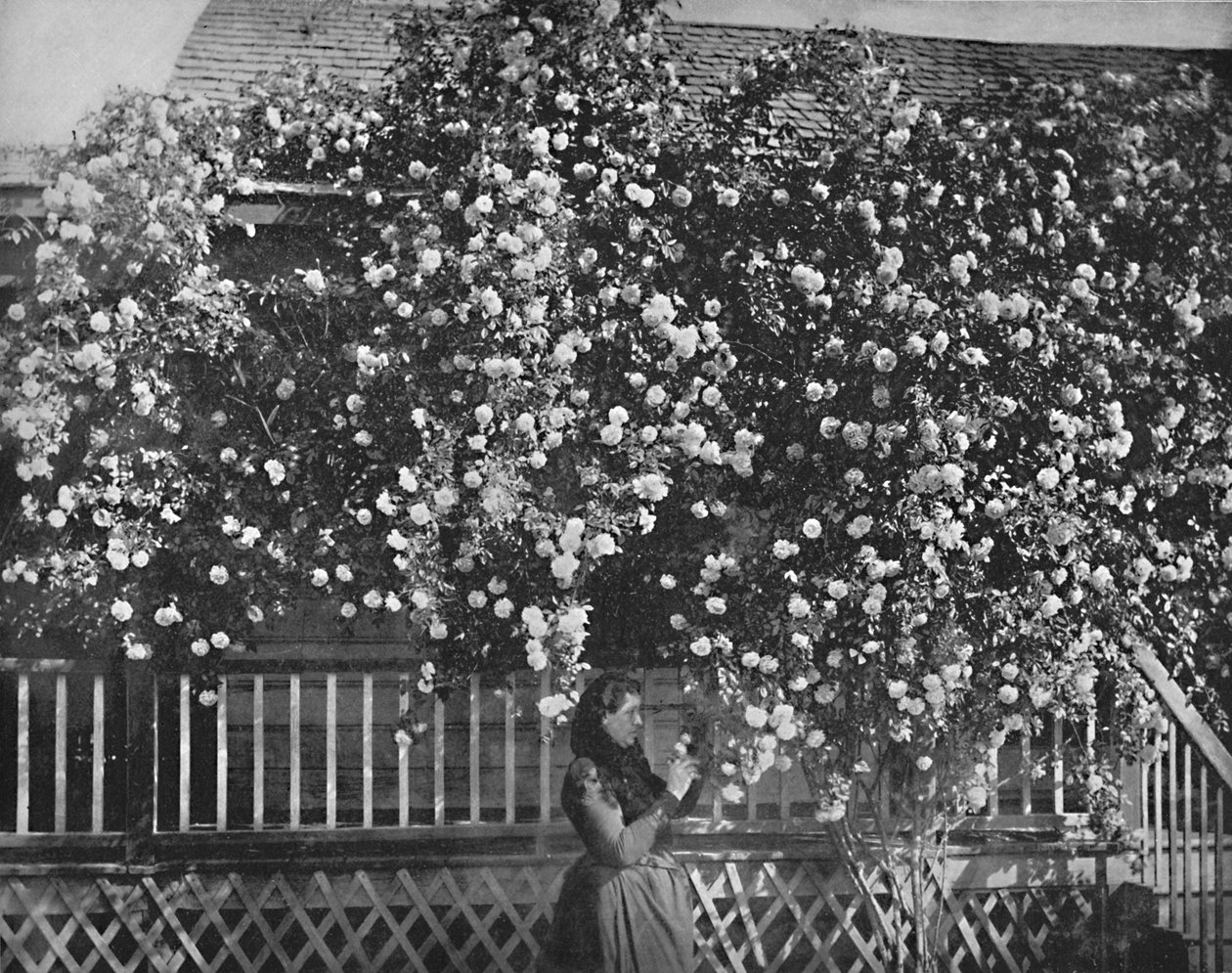 Een met rozen versierd huis, Zuid-Californië, ca. 1897 door Unbekannt