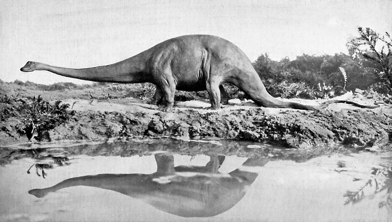 Een diplodocus door Unbekannt