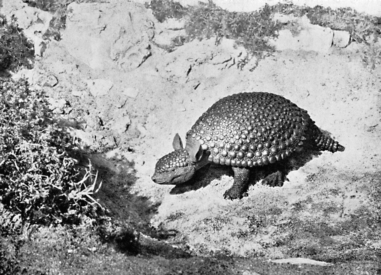 Een glyptodon, 20e eeuw door Unbekannt