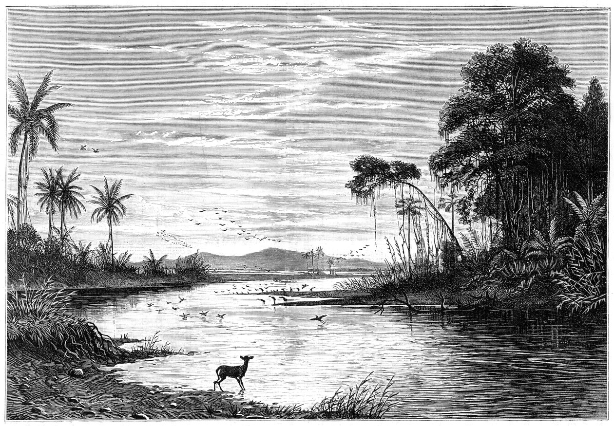 Een rivierscène in Venezuela, 1877 door Unbekannt