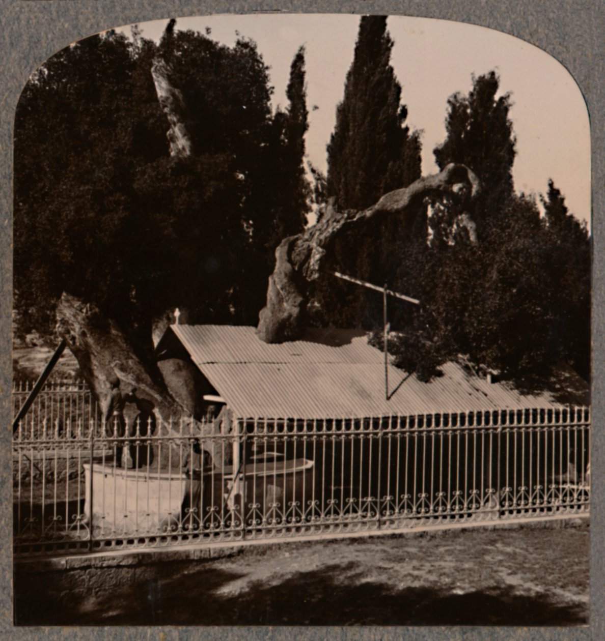 Abrahams Eik bij Hebron, ca. 1900 door Unbekannt