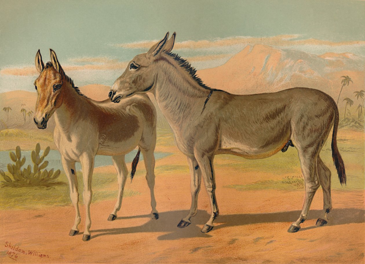 Abyssinische Wilde Ezel & Vrouwelijke Indiase Onager, ca. 1879 door Unbekannt