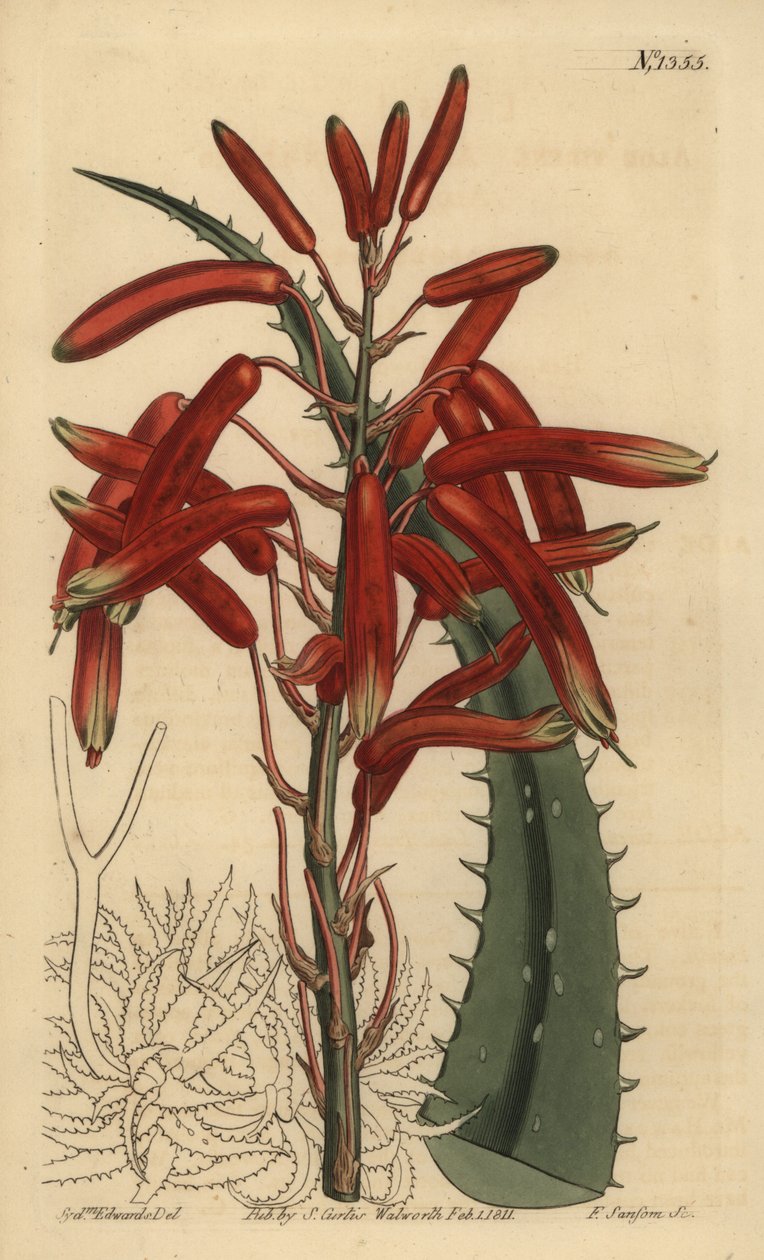 Aloe humilis (Appelgroenbladige aloë, Aloe virens) door Unbekannt