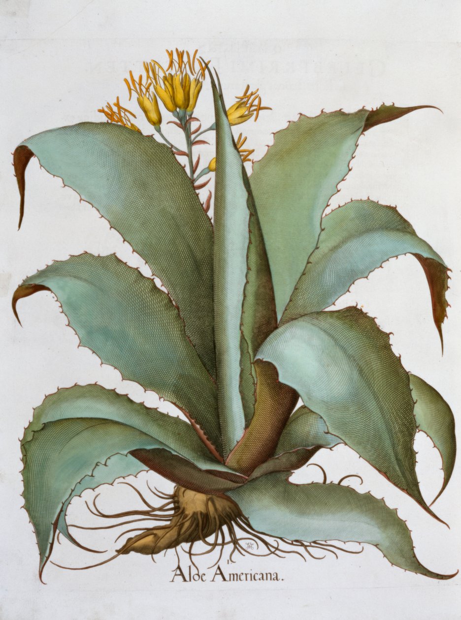 Amerikaanse Aloë Aloe Americana door Unbekannt